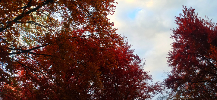 Bäume im Herbst