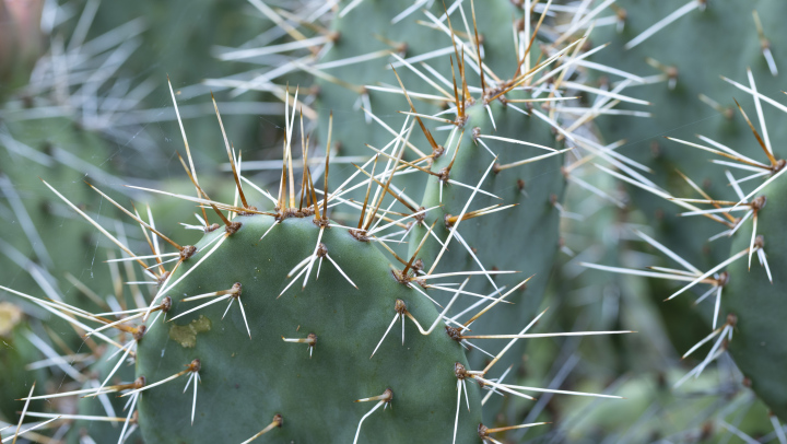 Kaktus, Stacheln