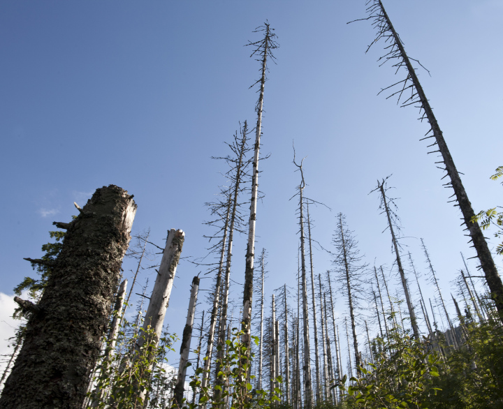 Verwelkte Bäume im Wald