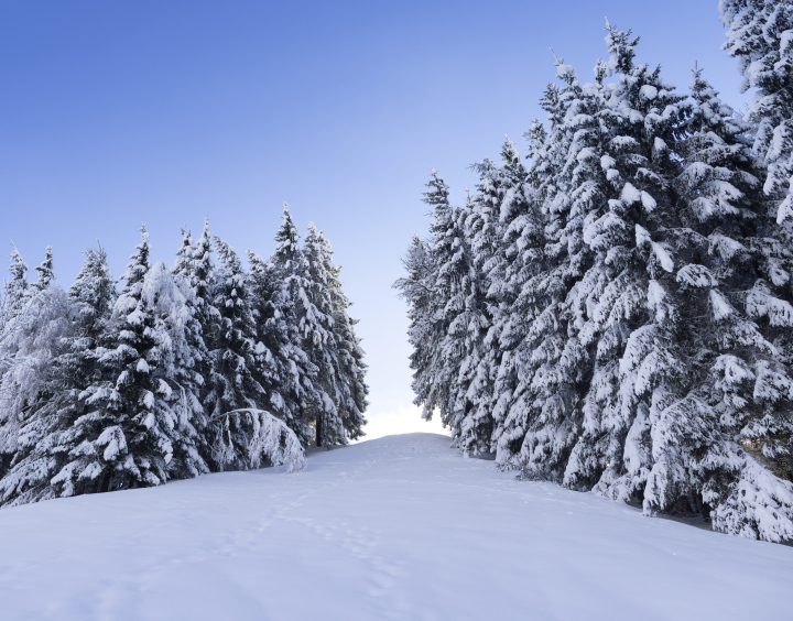 Fichten im Wald mit Schnee bedeckt