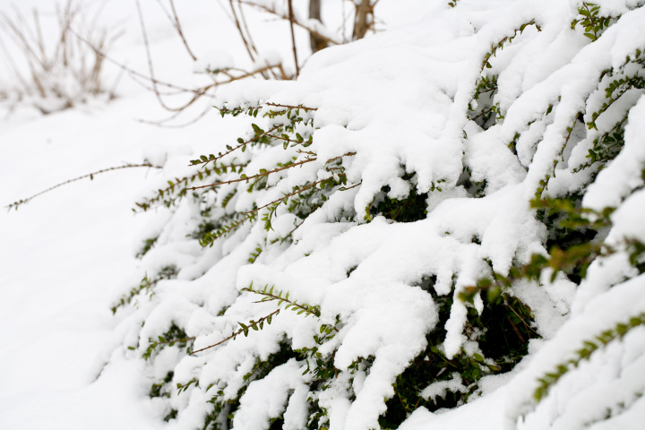 Schnee auf Pflanzen