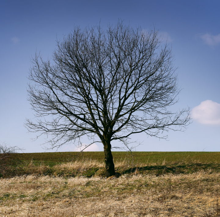 Einsamer Baum in einem Feld