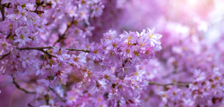 Ein im Frühling blühender Strauch, Zierpflaume, Stockfoto